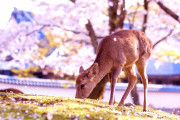 「日本はファンタジー世界なのでは？」桜の木の下に佇む鹿の写真が美しすぎると話題に【海外の反応】