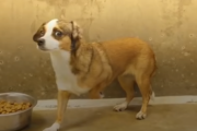 外の世界を知らずに育ったシェルター犬は、日光にすら怯え… 海外の反応