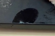日本のマグロ寿司ってどれくらい食べていいの？←「水銀の話？」「いくらでもどうぞ」（海外の反応）