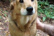 【キュンキュン】犬がハチを食べた結果･･･　海外の反応