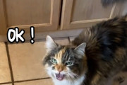 絶対言ってる！飼い主に話しかけられると必ず「OK！」と言う猫