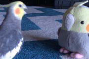 「新しい友だちは自分？！」ぬいぐるみバージョンの自分に反応するオカメインコのアレックスくん