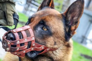 ウクライナ兵に助けられたロシアの軍用犬、祖国を裏切り戦場で大活躍してしまうｗｗｗｗｗ