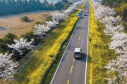 【動画あり】韓国人「王桜の木は済州地域が自生地、「桜王国」という名声に傷がつくことを恐れ日本は認めず」ドローンから見た済州の秘境　韓国の反応