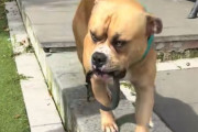 妹を失った犬が、一日中彼女の首輪をくわえている姿に胸が締め付けられる