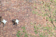 外国人「動物がデタラメなことしてる画像を集めてみたｗｗｗｗ」