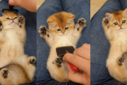 まな板の鯉状態でブラッシングされるふわふわ子猫のお手上げポーズが可愛い