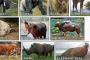 外国人「どうして動物最強決定戦みたいな格闘ゲームが無いんだろう？」