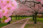 インド人「この素晴らしい桜並木を見てくれ！……これは日本ではなく実はインドだ！インドの自然は日本より美しい！」