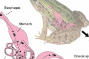 海外「トリビア。日本にはカエルに食べられても尻から無傷で生還する昆虫がいる」