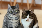 日本人が作った実物大羊毛フェルト猫が超リアルすぎると海外でも話題に