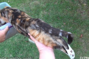 どんな体勢でもエサを食べることを止めない三毛猫の空腹王女様