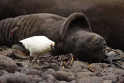 気持ちよさそうに寝ているゾウアザラシの赤ちゃんをクチバシでつついて起こす鬼畜な鳥あらわる…