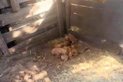 【海外】「献身的な母犬が、鶏小屋に捨てられた黄金の子犬たちを救助者に導く！」