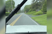 【海外】雨の日に見事なハプニング！小さな家族が目の前を横断する瞬間とは？