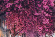 ドイツ東西統一後に日本から贈られた桜が毎年こんな感じで咲いてるらしいよ！これは素敵・・・！　海外の反応