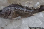 【韓国の反応】日本・福島で放射能魚、また発見。韓国の反応「日本国民はこういうのでさえ、何もせずにじっとしてる。」