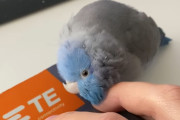 「ナデナデして？」マウスを使って仕事中の飼い主さんに頭を押し付けてくる小鳥が愛くるしすぎる