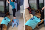 子供の盗み食いを名アシスト！お手伝い上手の賢いジャーマンシェパード