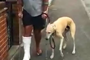 痛そうに足を引きずる愛犬、飼い主が獣医に連れて行くと心温まる理由が発覚！「尊い」「優しすぎる」と話題に