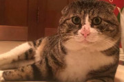 【画像】表情豊かすぎるネコが話題に！ オーバーリアクションってレベルじゃねぇｗｗｗｗｗ