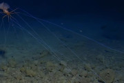 【海外】次なる探検のフロンティアは宇宙ではなく海底か？大海の秘密を探る冒険が始まる！