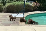 「気持ちいいわ～♪」子グマを外で待たせプールでつかの間の休息をとる母グマ