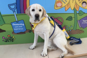 【海外】ホリー犬、子供たちの病院で「愛情管理者」としての最終日を祝う！愛と癒しの物語に迫る