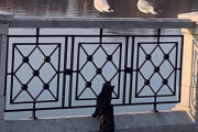 カモメさんからのプレゼント！？カモメに近づく猫にカモメのフンが直撃する