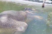 長ーい鼻をシュノーケルにして、水の中でくつろぐテキサスのゾウさん