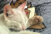 またしてもヒゲメンと猫！昼寝していたらお腹の上で野良の子猫が寝ていた。愛おしすぎてそのまま家族に(オーストラリア)