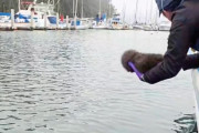 【海外】「孤立した赤ちゃんの泣き声をスピーカーで流したら、驚きのアニマルゲストが現れた！」