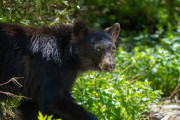 韓国人「韓国のクマはおとなしいよ？」熊との戦いに乗り出した日本、都市部に出没するアーバンベアに悲鳴
