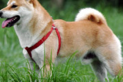 ドイツ人「お前らは柴犬みたいな犬を飼ってたりするの？」
