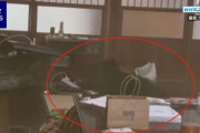 【GIF】韓国人「韓国人が驚愕した『日本ではよくある事件』がこちら」→「めちゃ怖すぎだろ…（ﾌﾞﾙﾌﾞﾙ」韓国の反応