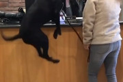 受付も他のお客さんも大爆笑！動物病院が大好き過ぎてジャンプが止まらない犬
