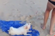 この犬はいったい何のヒモを引っ張っているのでしょうか？（犬特権）