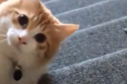 だるまさんがころんにゃ？家に帰ってきた飼い主と遊ぶのが日課な猫。海外の反応