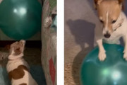 うまくボールを取り出せるかな？大きいボールを転がす犬が面白い