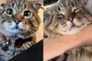 【海外】「ショッピングセンターで待ち続けた猫、女性に寄り添い変化を求める姿にハートが温まる」
