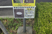 韓国人「日本で問題になっている野生キノコが話題に‥」→「どうしてこれを食べたいのか？‥（ﾌﾞﾙﾌﾞﾙ」