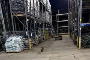 【海外】「Lowe’sの店員が奇妙な音に気づく！　そこに待っていた小さな動物とは？」