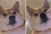 鼻水タラーリ！床の上のカメラを凝視しながらハナを垂らしちゃう柴犬が可愛い