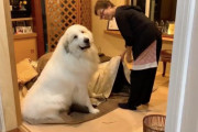 毛がモフモフで暑そうなのにコタツを片付けてほしくないとママさんに訴える大型犬！グレートピレニーズのアラン君