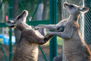 自然界厳し過ぎ…動物たちの大乱闘！「これ生き抜く自信ないわ…」「メッシウサギ…」 海外の反応