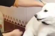 怖くないよ。優秀なグルーマーが犬との信頼関係を築く方法。海外の反応