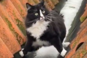 絶対に雪を踏みたくない猫…見たことのない歩き方で回避する