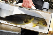 【中国の反応】【朗報】日本人がお魚散歩バッグを開発w「うちの父親が好きそうw」