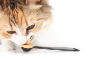 【海外】猫はピーナッツバターを食べても大丈夫？「食べられる」と「食べるべき」の違いを解説！