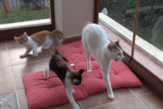 あまりにやんちゃな子猫たちに母猫が狂った？！保護された三毛猫家族たちのその後パート3